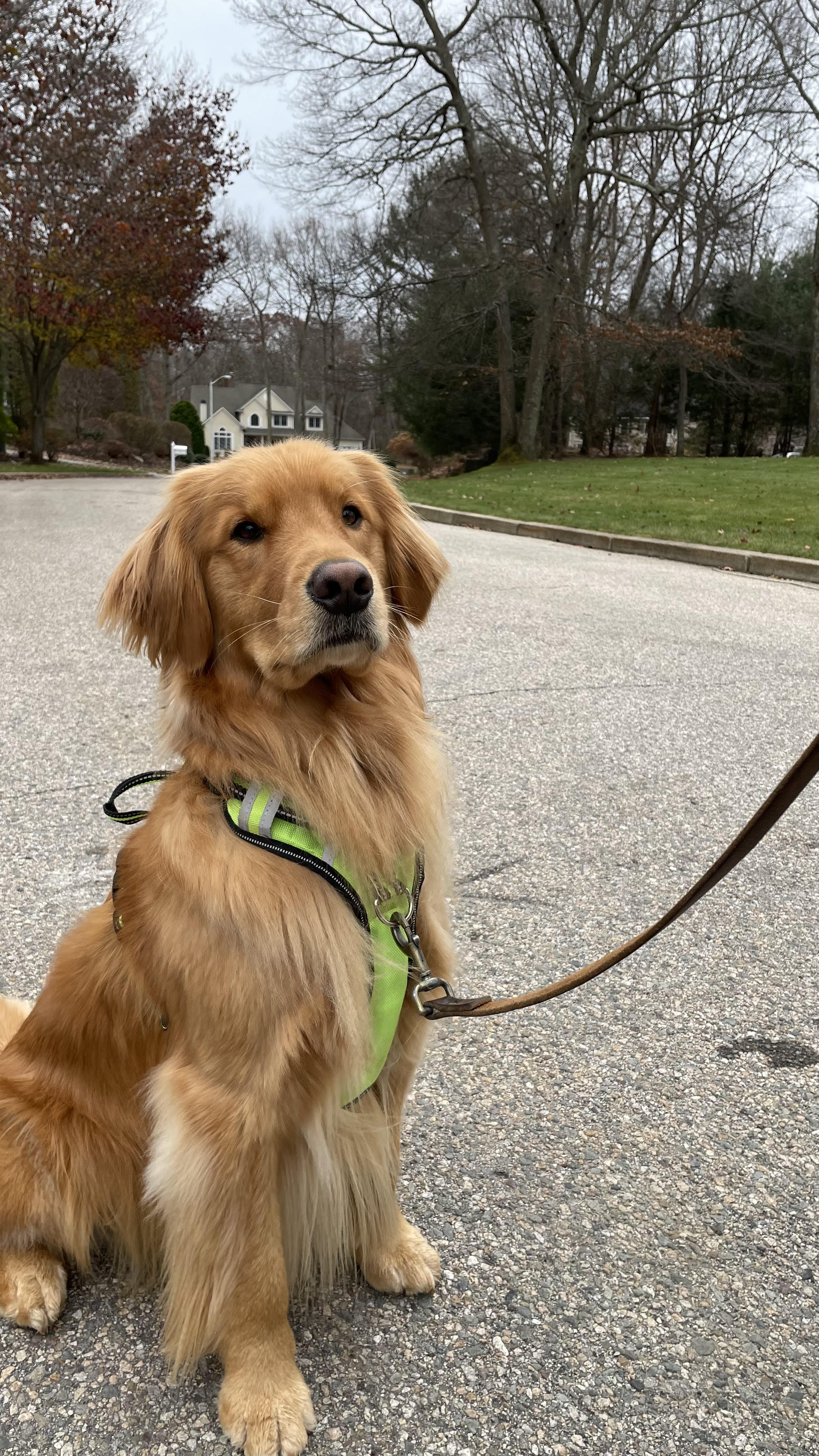 Original Dog Photo